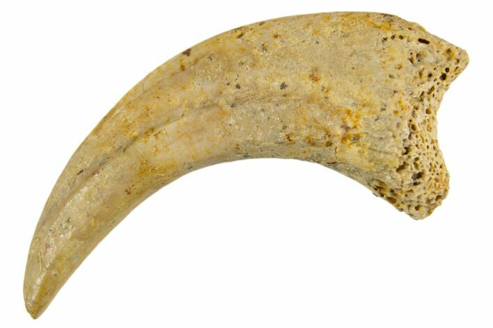 Fossil Raptor Hand Claw - Hell Creek Formation, Montana #330931